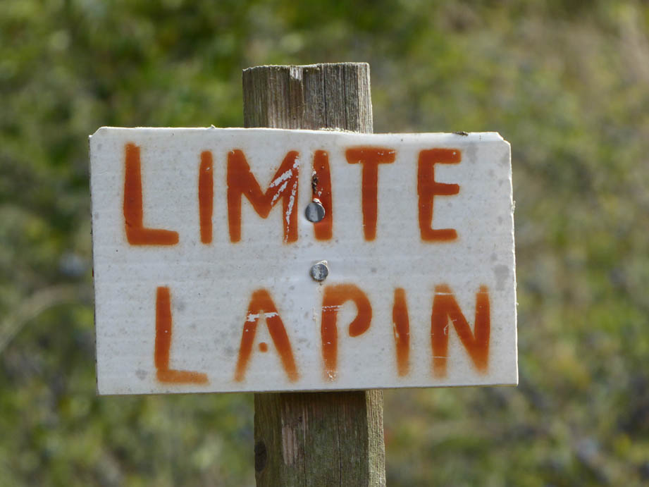 LapinsC